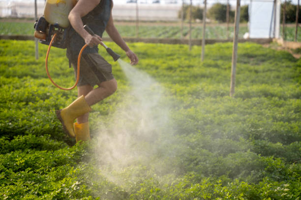 Best Insect Control  in Lemon Grove, CA